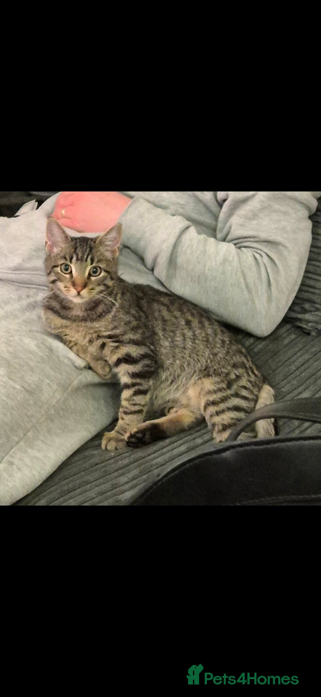 Maine Coon cats for sale: 3 cats looking for a loving home - Image 12