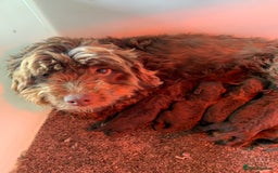 Cockapoo dogs for sale: Stunning F1B Cockapoo puppies  - Image 21