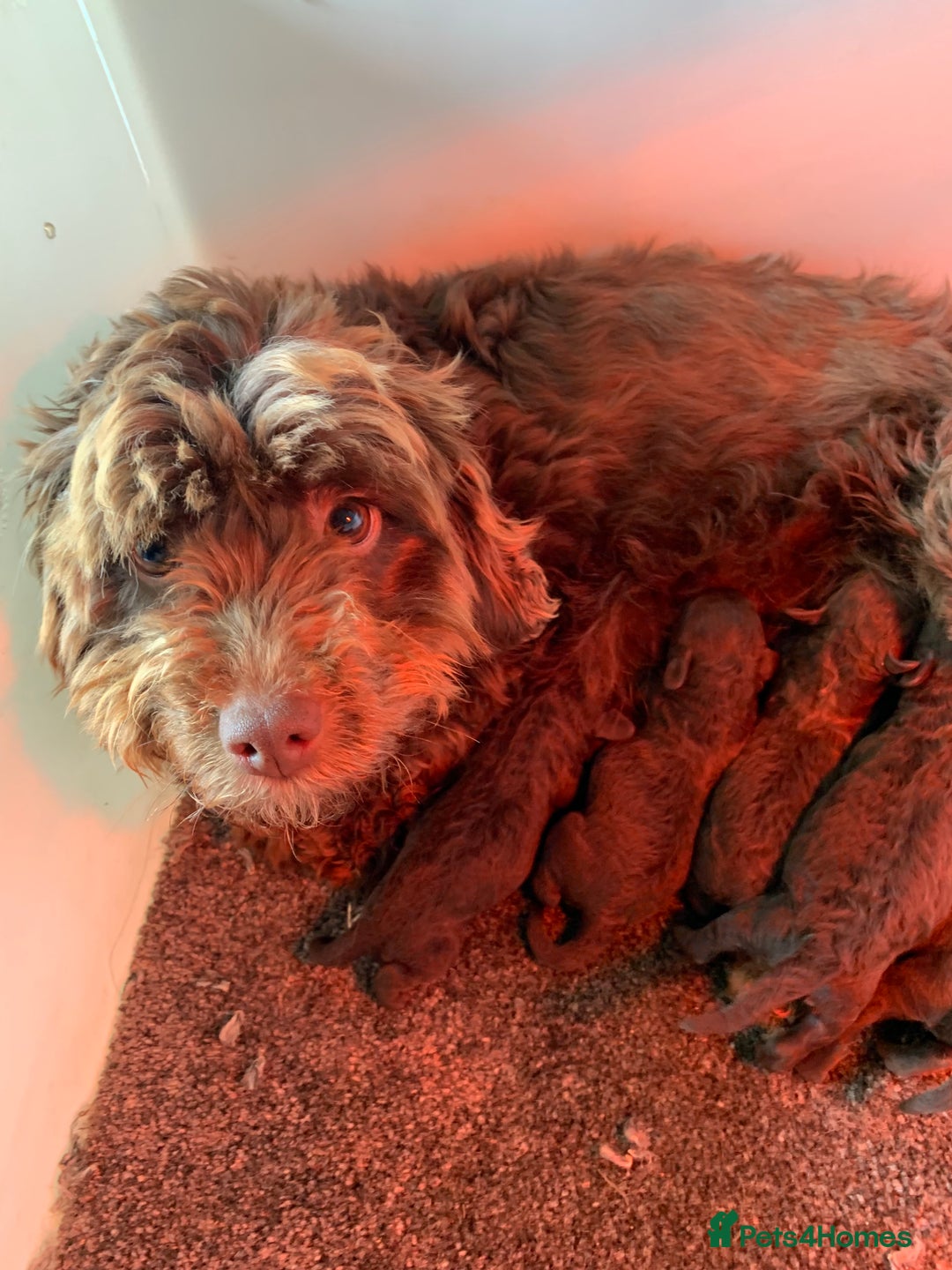 Cockapoo dogs for sale: Stunning F1B Cockapoo puppies  - Image 21