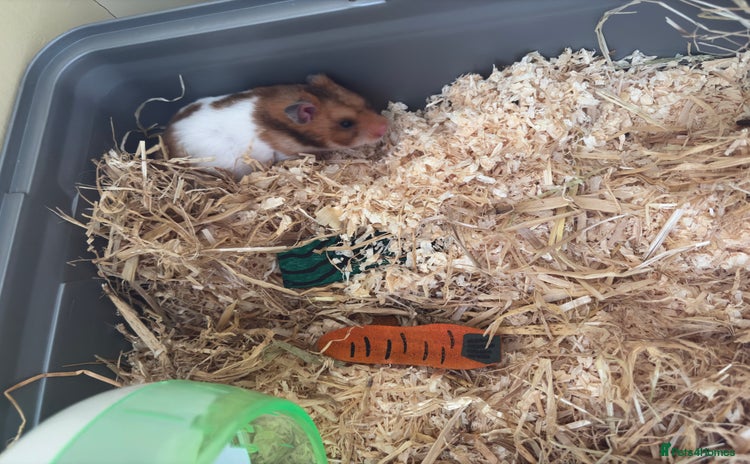 Hamster rodents - Advert 2