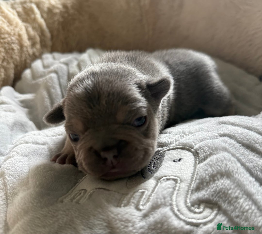 French Bulldog dogs for sale: Stunning litter of French bulldog puppies  - Image 9