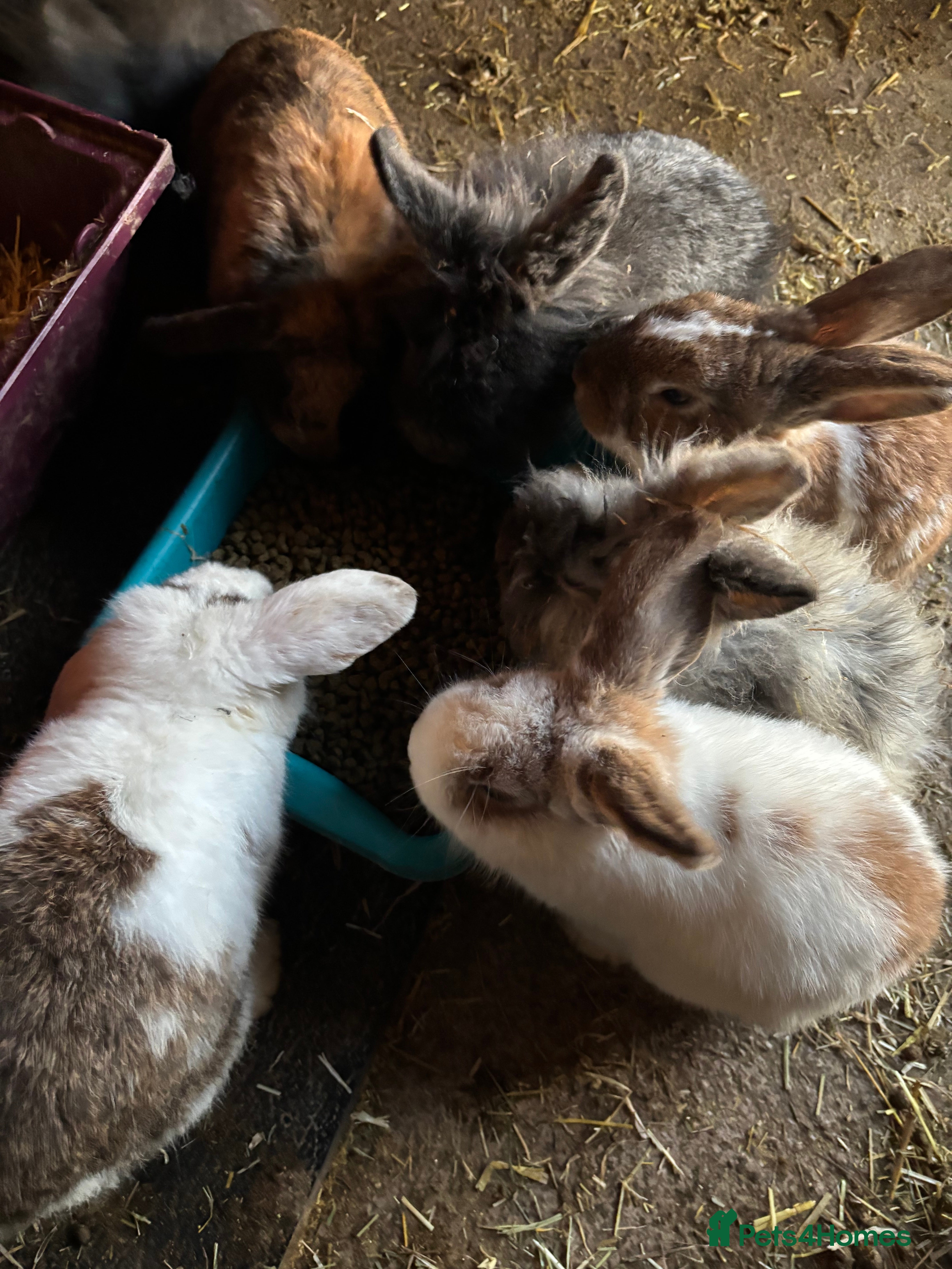 Mixed Breed rabbits Male rabbits  - Advert 2