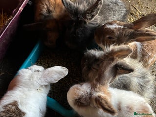 Mixed Breed rabbits Male rabbits - Advert 2
