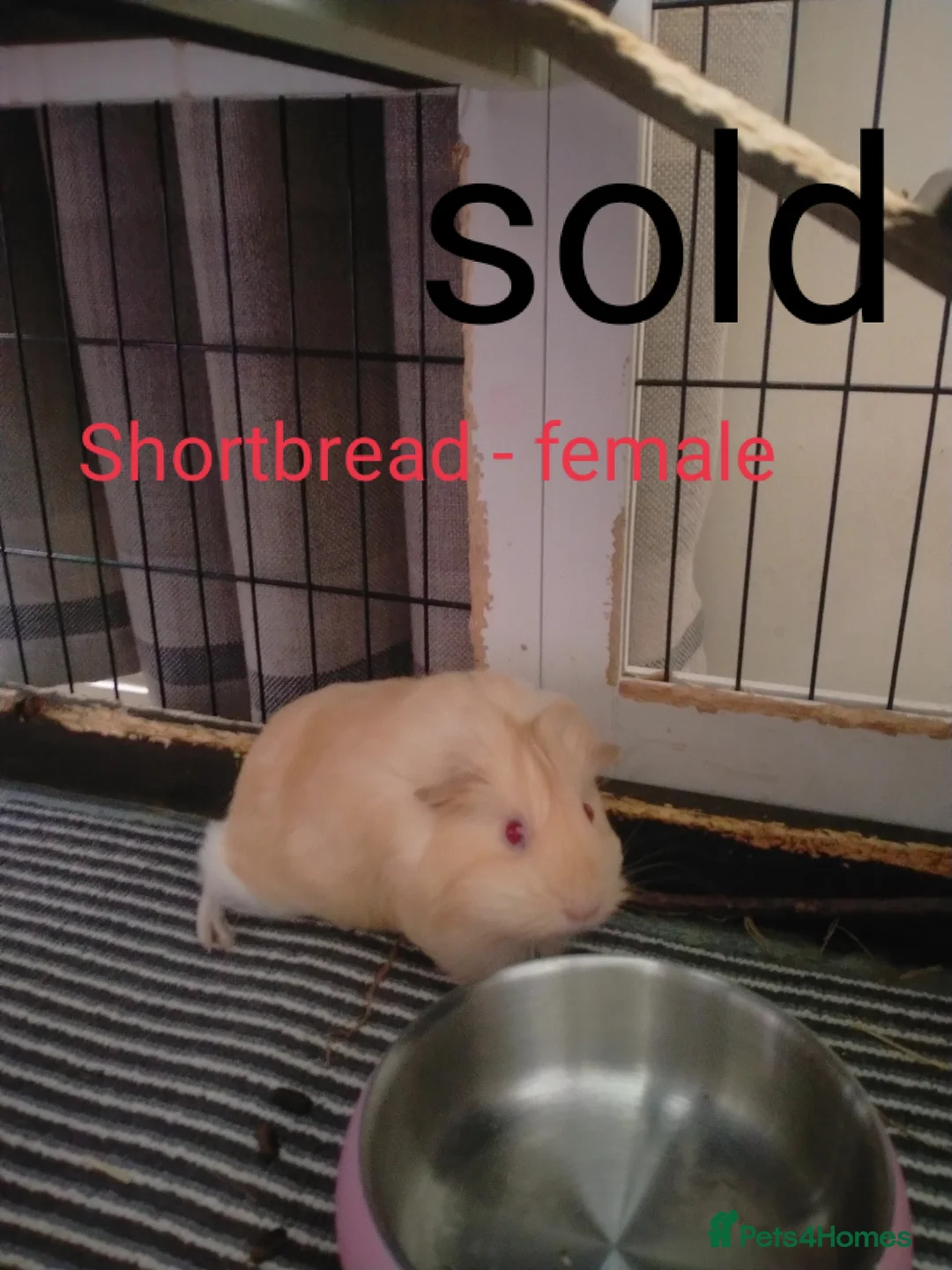 Guinea Pig rodents for sale: Last baby male guinea pig  - Advert 2