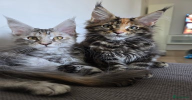 Maine Coon cats - Advert 4