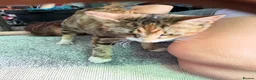 Mixed Breed cats for sale: Benghal cross - Advert 19