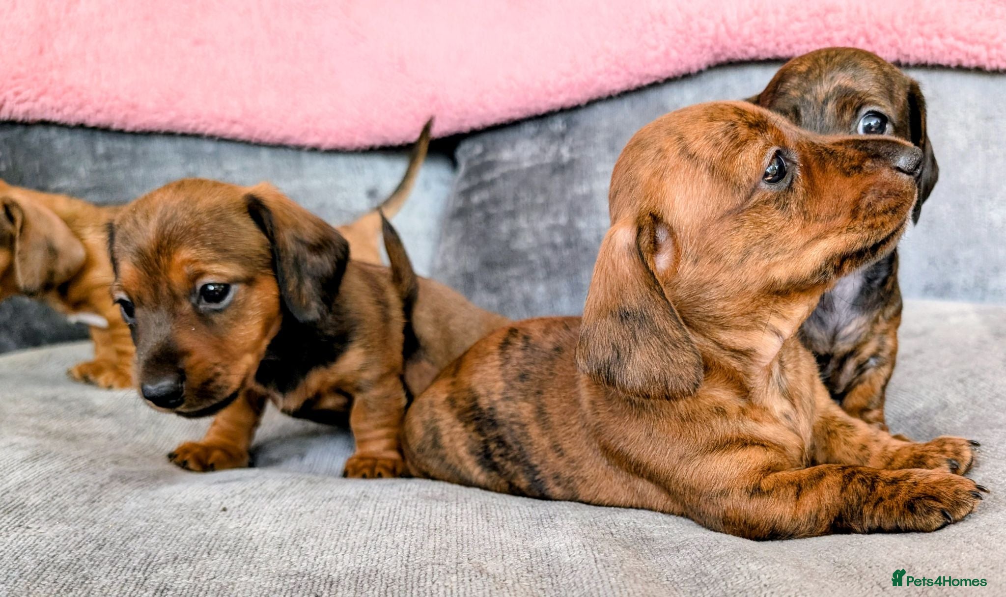 Miniature Dachshund dogs Miniature Dachshund  - Advert 1