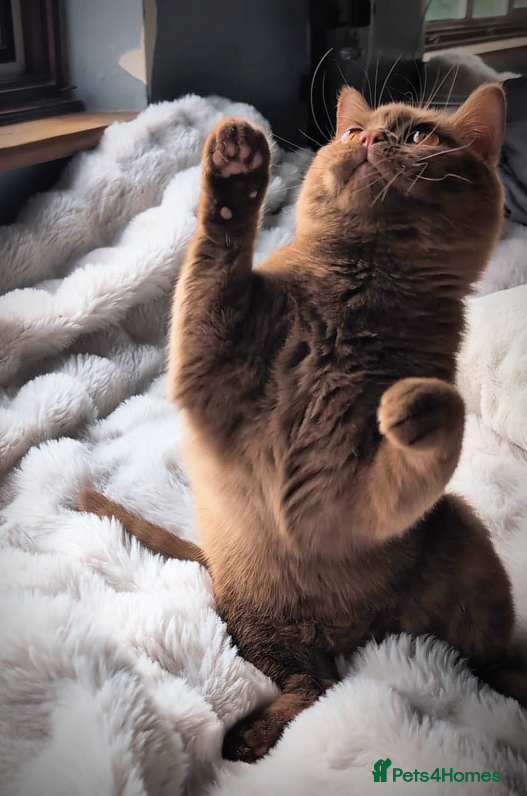 British Shorthair cats for stud: 💦CINNAMON BSH❣️GCCF & TICA active💙STUD 🩸Blood B - Image 9