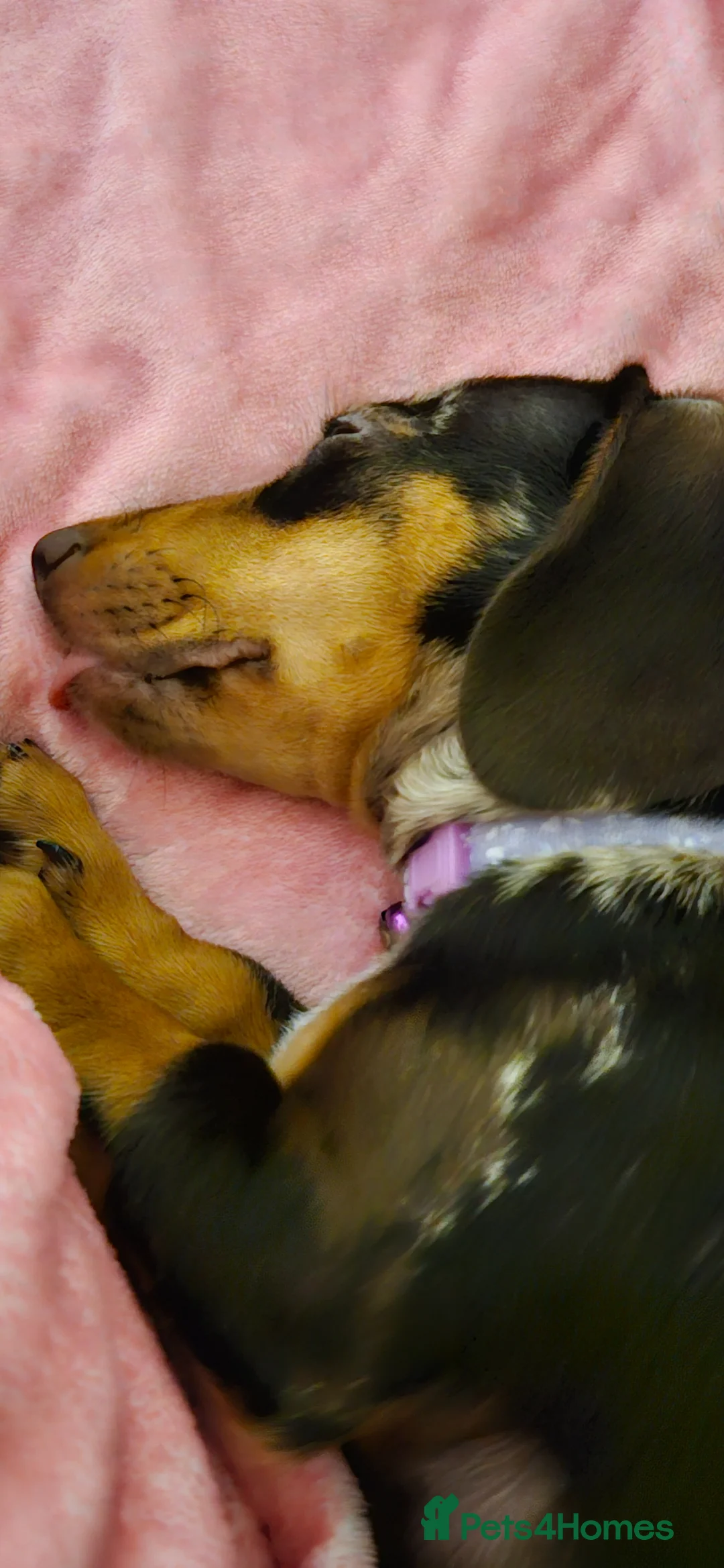 Miniature Dachshund dogs for sale: Miniature dachshund called Coco - Advert 2