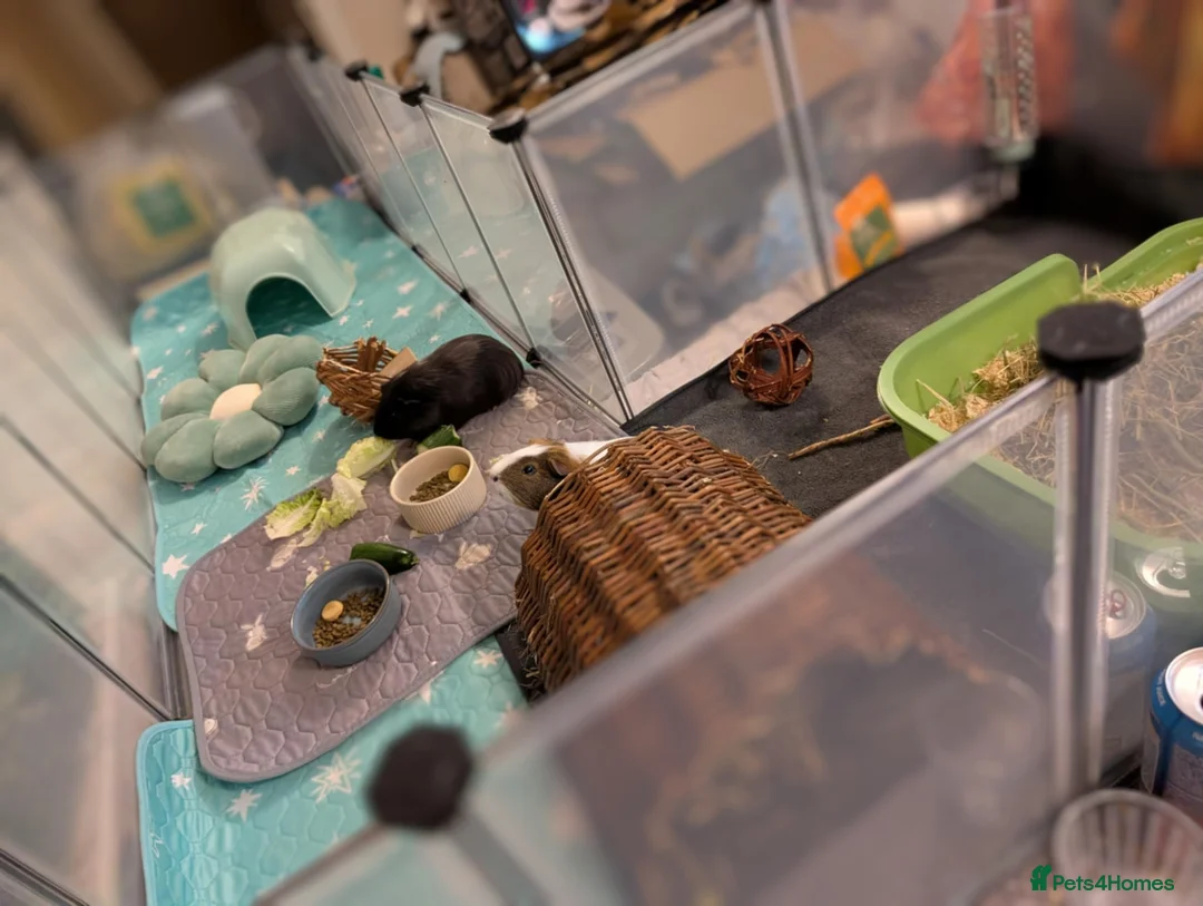 Guinea Pig rodents for sale: 💕2 Sweet Boys with Full Set Up💕 - Advert 5