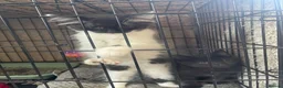 Mixed Breed cats for sale: 2 lovely kittens looking for their new home  in Godalming - Advert 2