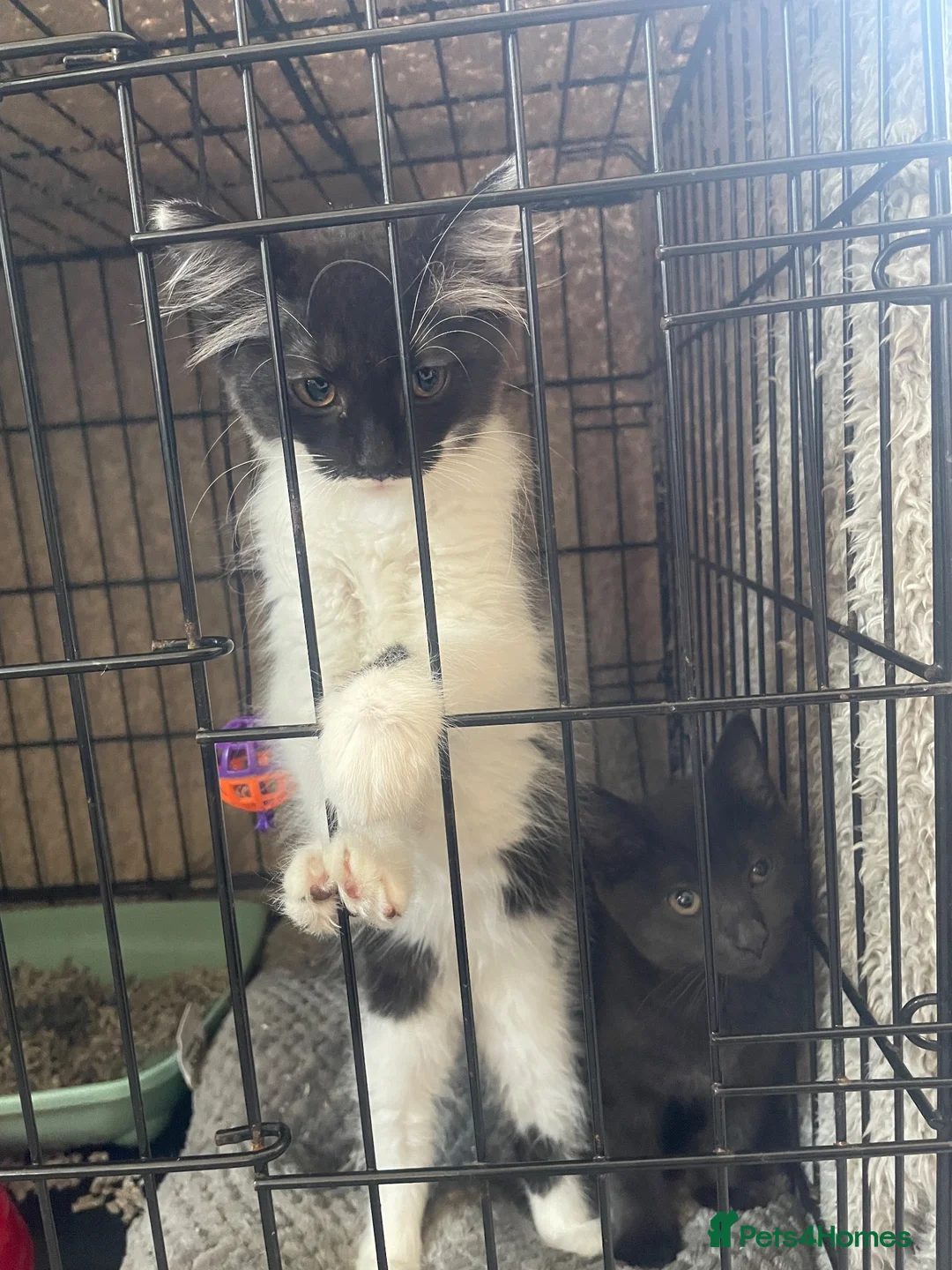 Mixed Breed cats for sale: 2 lovely kittens looking for their new home  in Godalming - Advert 2