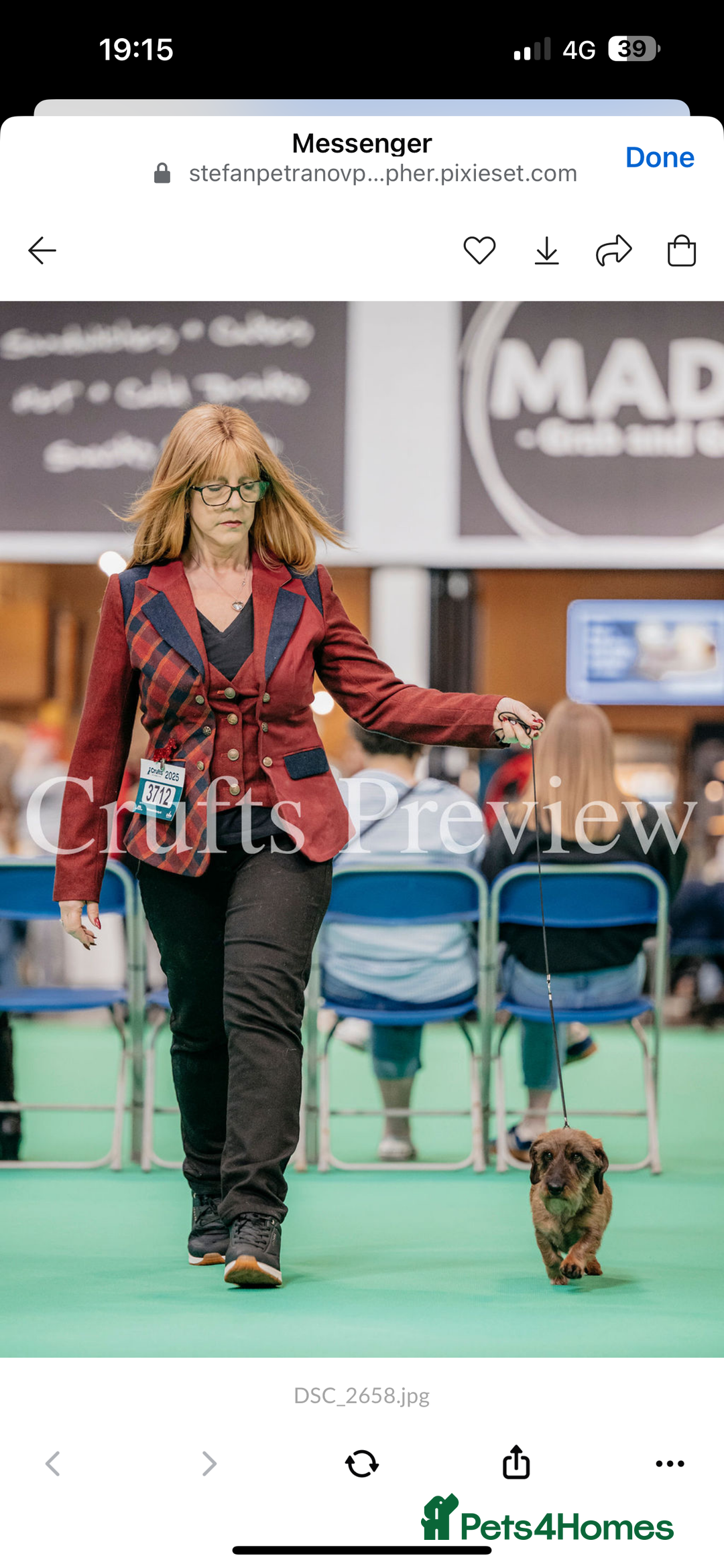 Miniature Dachshund dogs for stud: Miniature Wirehaired Dachshund Stud - Image 3