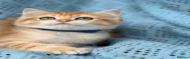British Shorthair 3