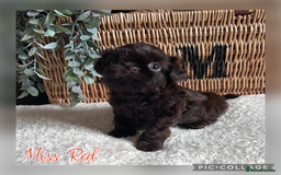 Shih Tzu dogs for sale: Stunning KC chocolate imperial Shihtzu puppies - Image 25