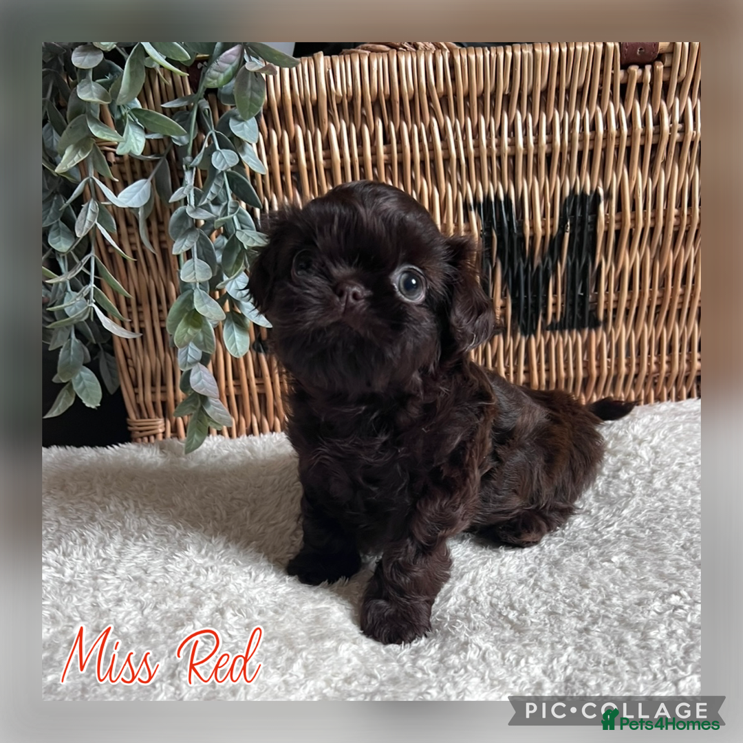 Shih Tzu dogs for sale: Stunning KC chocolate imperial Shihtzu puppies - Image 25