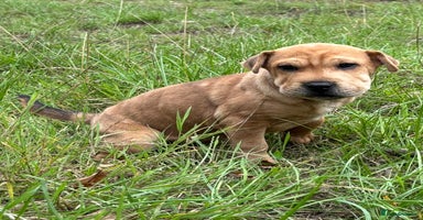 Mixed Breed dogs - Advert 2