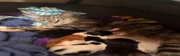 Mixed Breed cats for sale: Beautiful Kittens Looking for Forever Homes 🏡❤️ - Advert 4