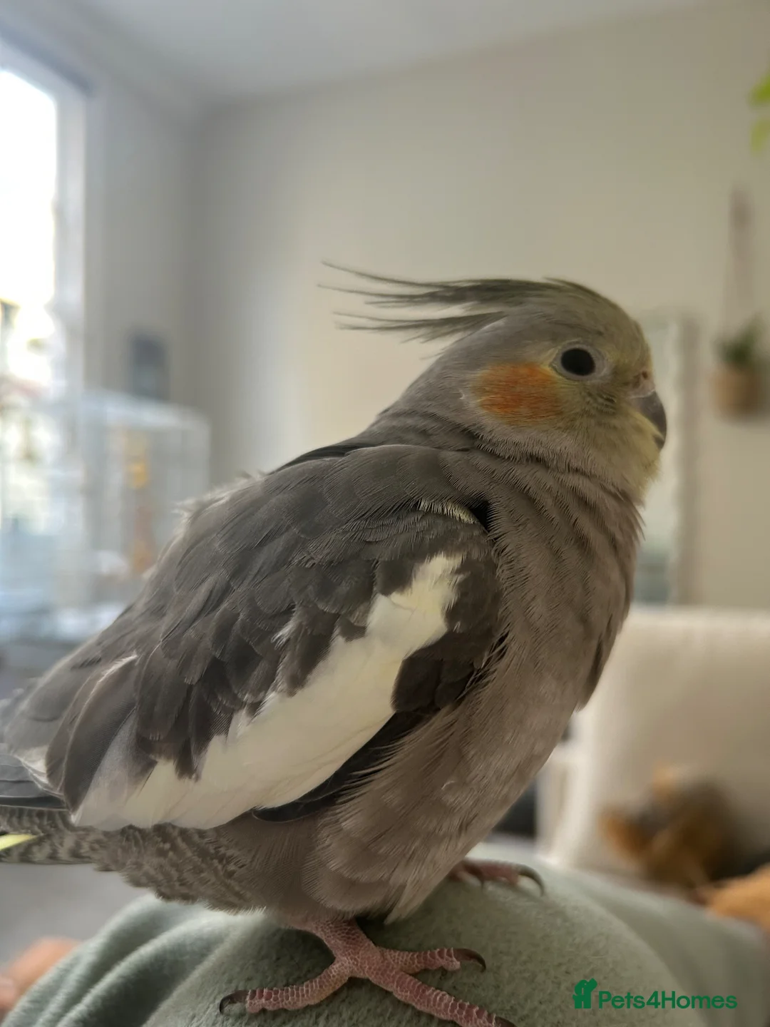 Cockatiels birds for sale: Super tame female cockatiel for sale  - Advert 8