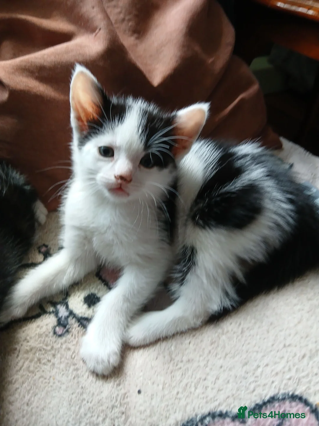 Mixed Breed cats for sale: Beautiful adorable little kitten - Advert 1
