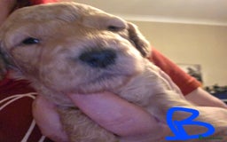 Cockapoo dogs for sale: Cockapoo puppies - Advert 4