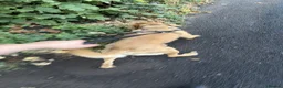 Mixed Breed dogs for sale: Fox red labrador in Stourport-on-Severn - Advert 4