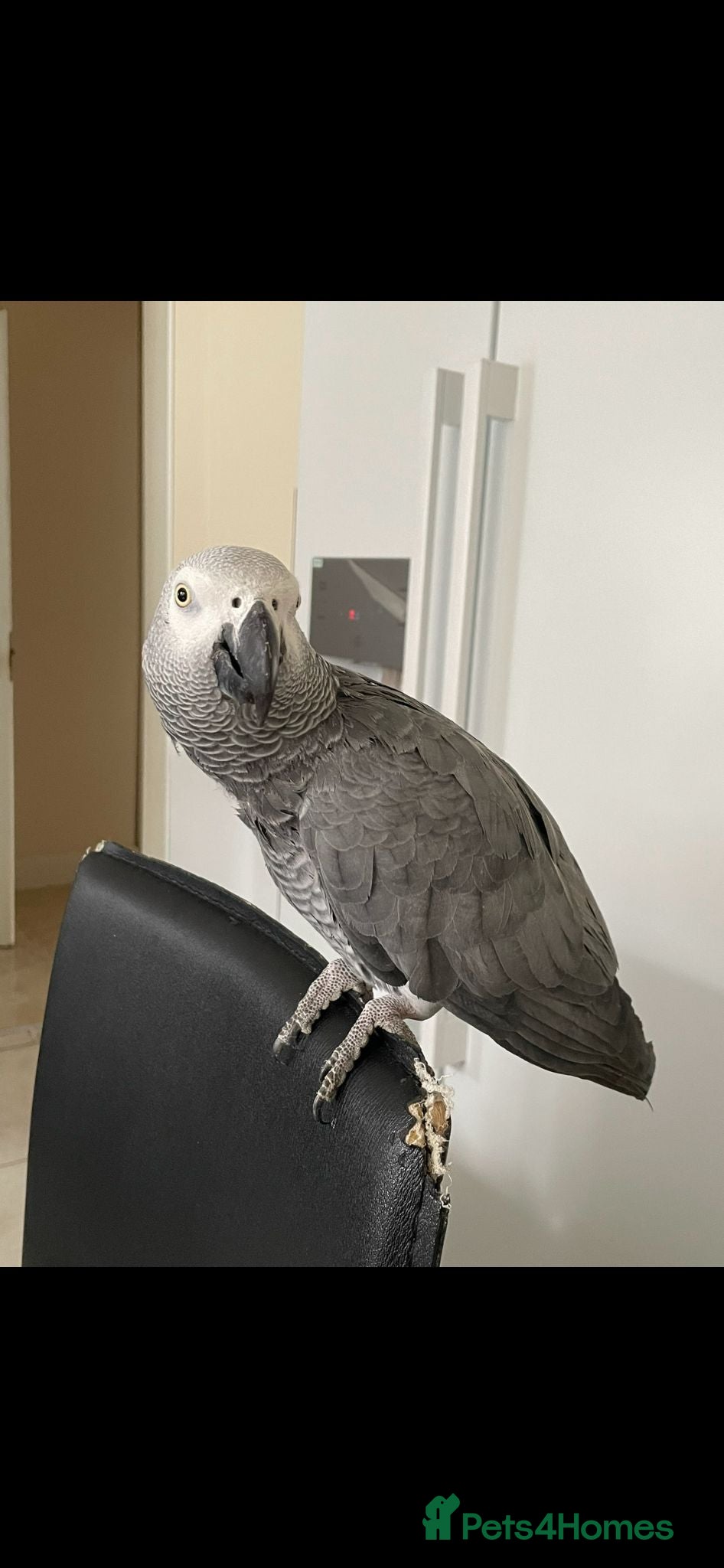 Parrots birds African Grey Congo Parrot - Advert 1