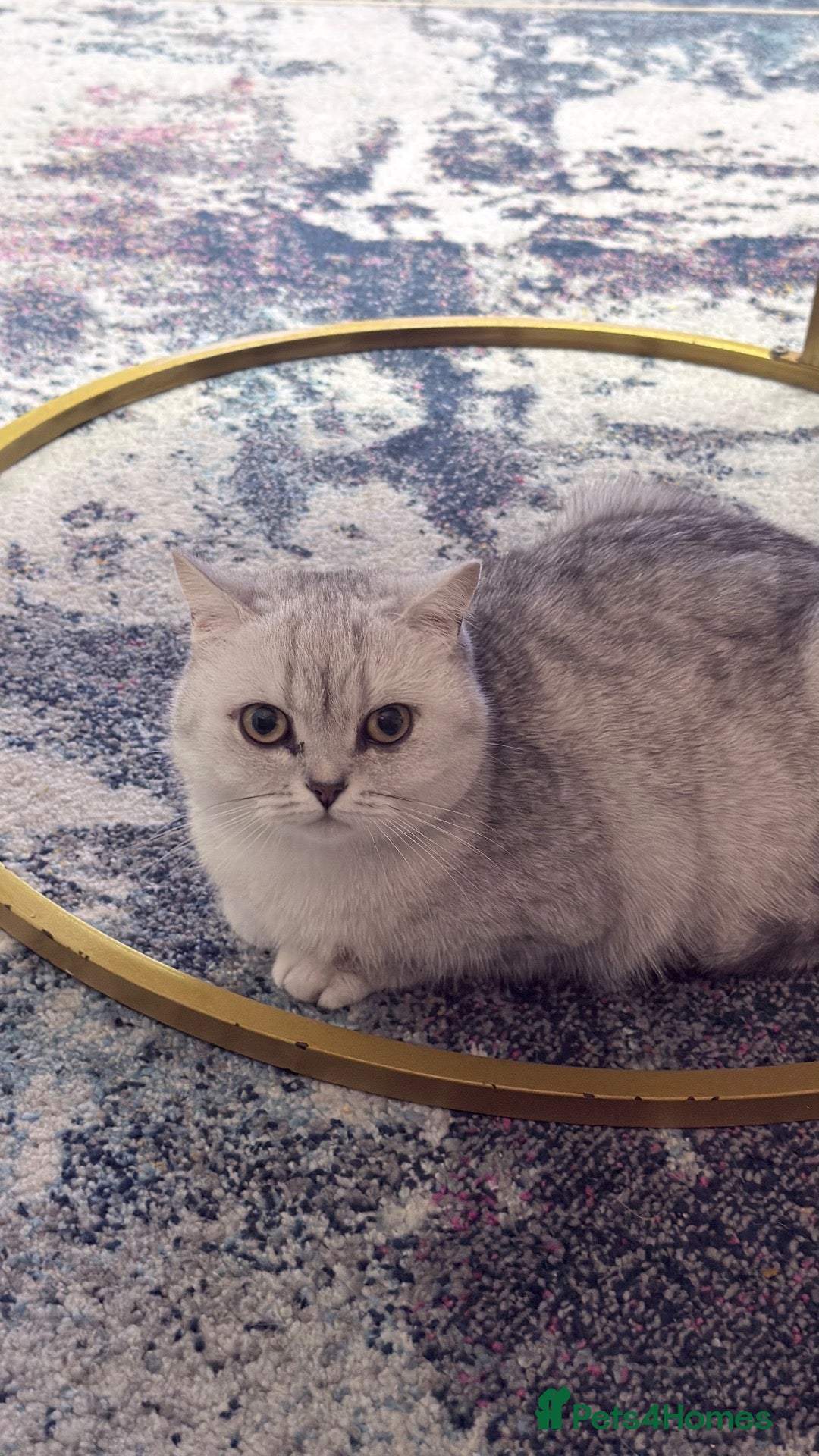 British Longhair cats British shorthair  - Advert 5