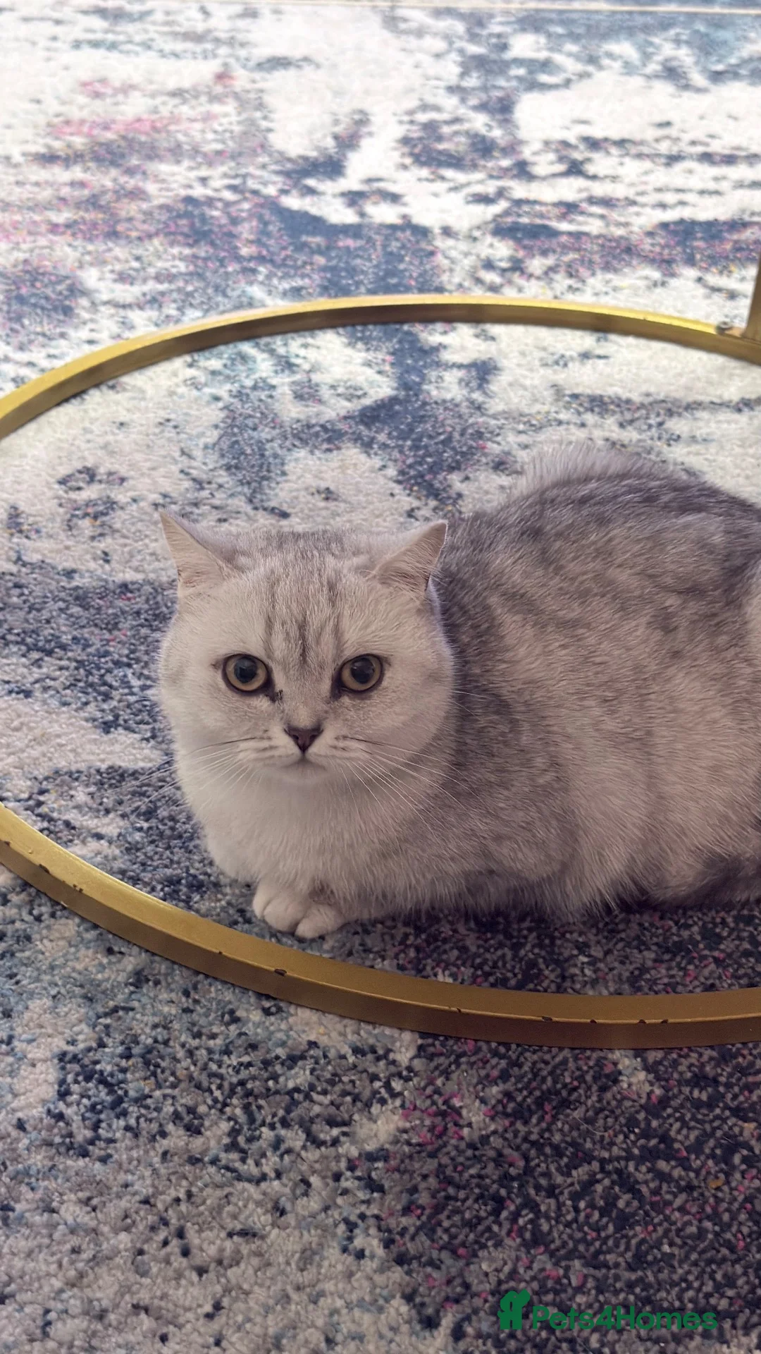 British Longhair cats for sale: British shorthair  - Advert 1