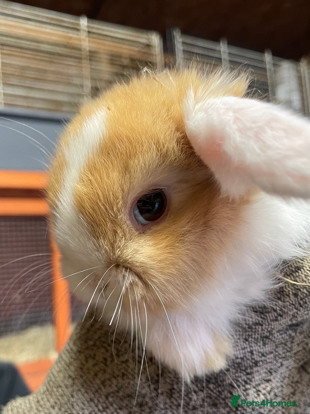 Mini Lop rabbits for sale: Extra Special Mini Lop Babies Bunnies  - Advert 5