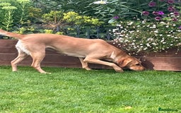 Labrador Retriever dogs for sale: Loving friendly three year old Labrador bitch  - Image 1