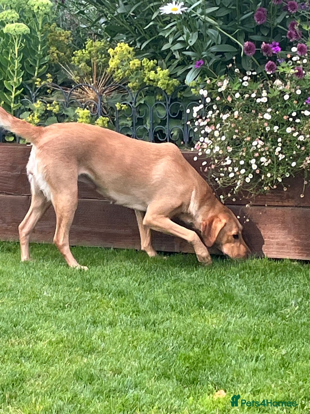 Labrador Retriever dogs for sale: Loving friendly three year old Labrador bitch  - Image 1