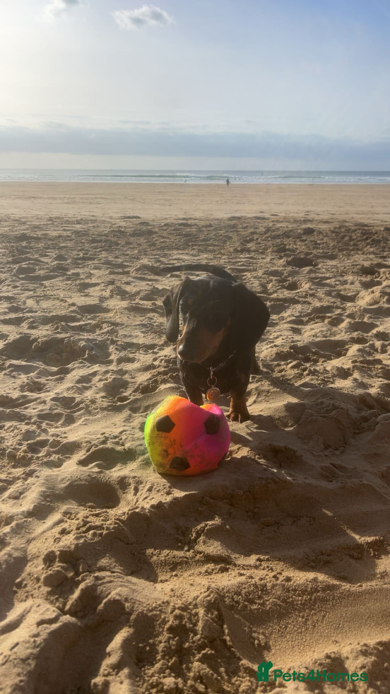 Miniature Dachshund dogs Pedigree Female Minature Dachshund - Advert 1