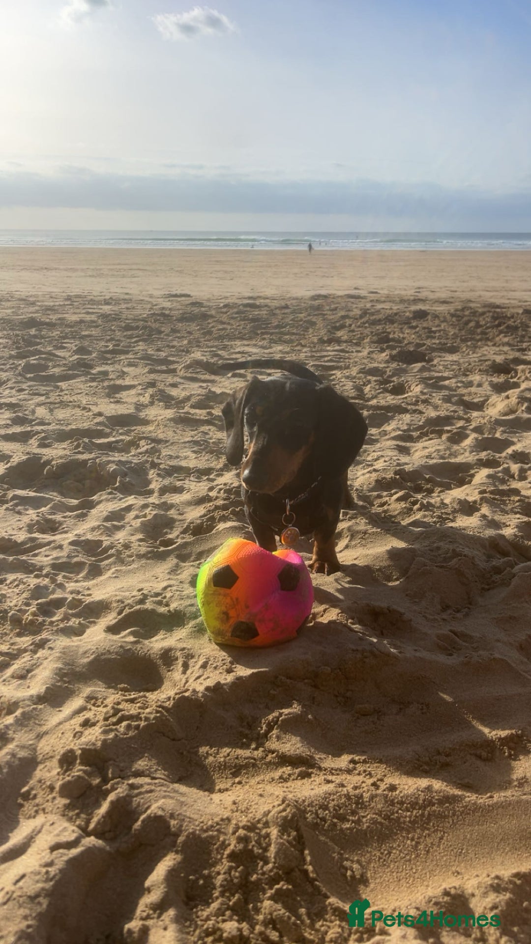 Miniature Dachshund dogs for sale: Pedigree Female Minature Dachshund - Advert 1