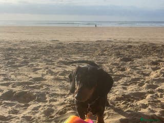 Miniature Dachshund dogs Pedigree Female Minature Dachshund - Advert 1