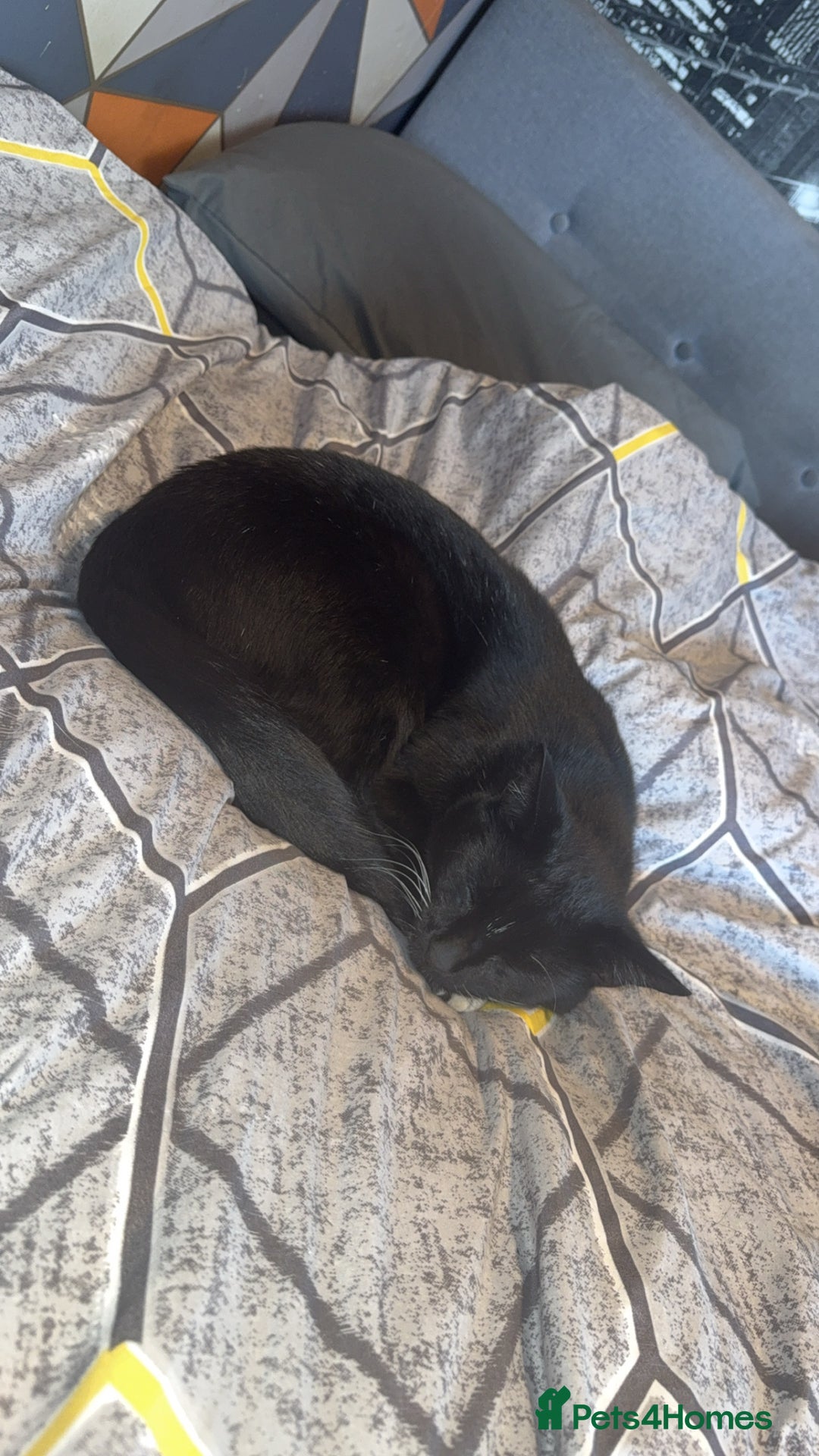 Domestic Shorthair cats for sale: 🐾 Free to a forever home - 2yr old male cat 🐾 - Image 2