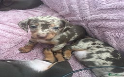Dachshund dogs for sale: Beautiful miniature dachshunds  - Image 27