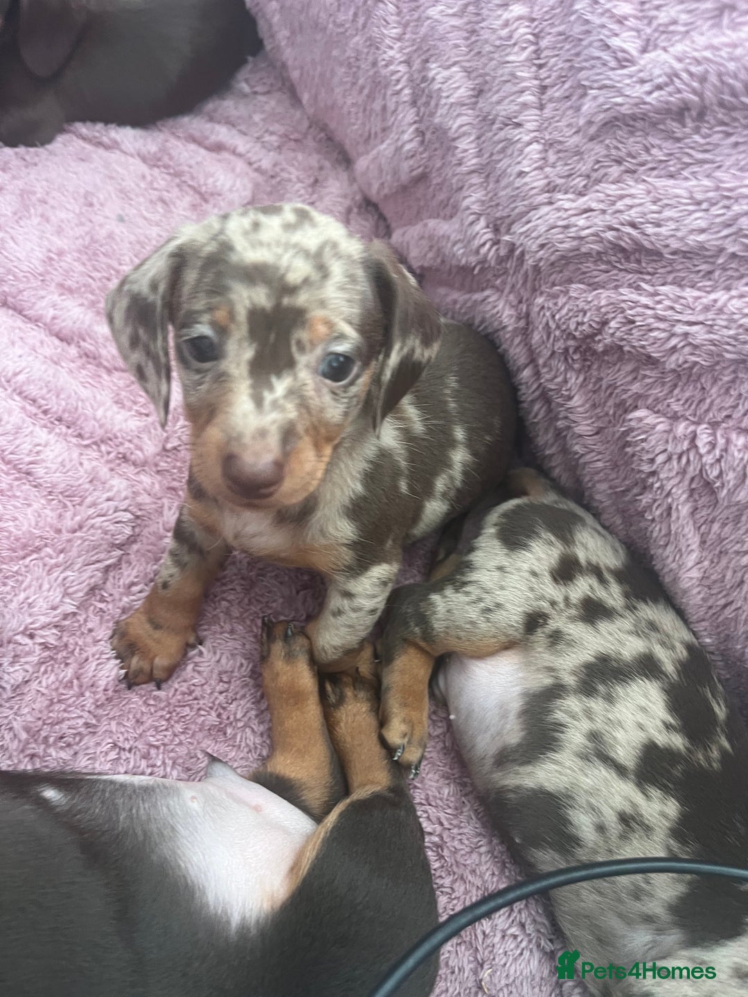 Dachshund dogs for sale: Beautiful miniature dachshunds  - Image 27