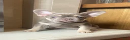 French Bulldog dogs for sale: French bull dog puppies in Manchester - Advert 3