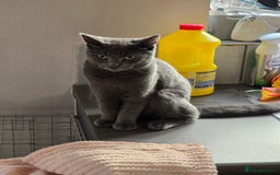 Mixed Breed cats for sale: Male mixed bristish short haired  - Image 2