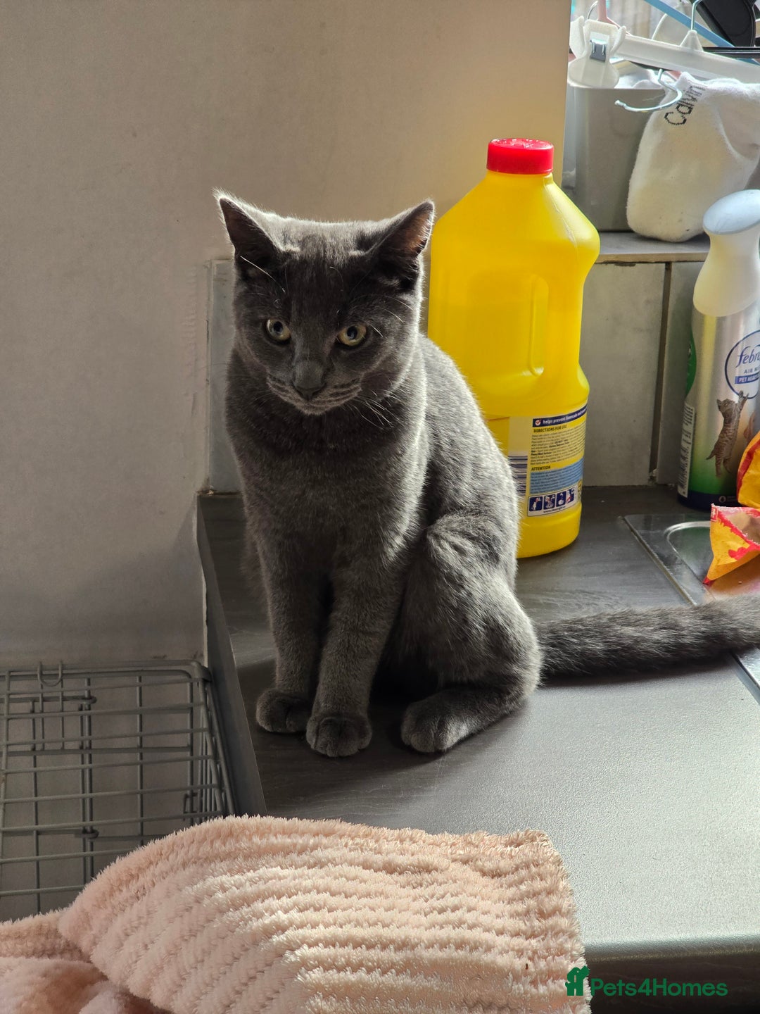 Mixed Breed cats for sale: Male mixed bristish short haired  - Image 2