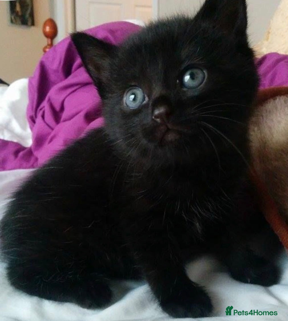 Mixed Breed cats Adorable ragdoll cross kittens - Advert 1