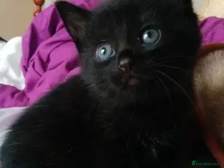 Mixed Breed cats Adorable ragdoll cross kittens - Advert 4