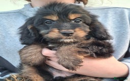 Cockapoo dogs for sale: Health tested show type cockapoo puppies! - Image 1