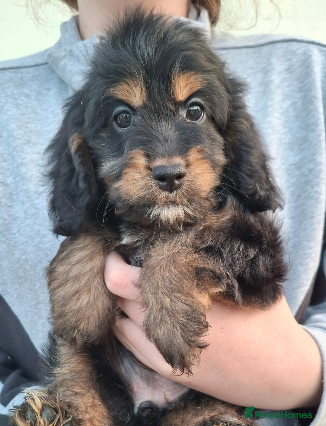 Cockapoo dogs for sale: Health tested show type cockapoo puppies! - Image 1