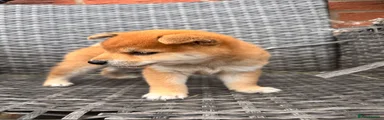 Japanese Shiba Inu 2