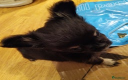 Chihuahua dogs for sale: KC Registered Long Haired Chihuahua puppy boy - Image 4