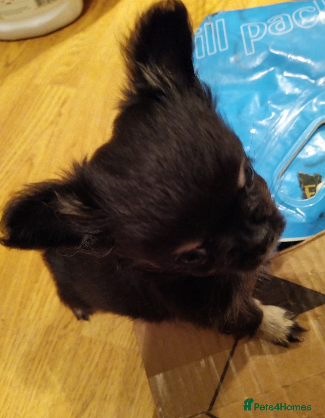 Chihuahua dogs for sale: KC Registered Long Haired Chihuahua puppy boy - Image 4
