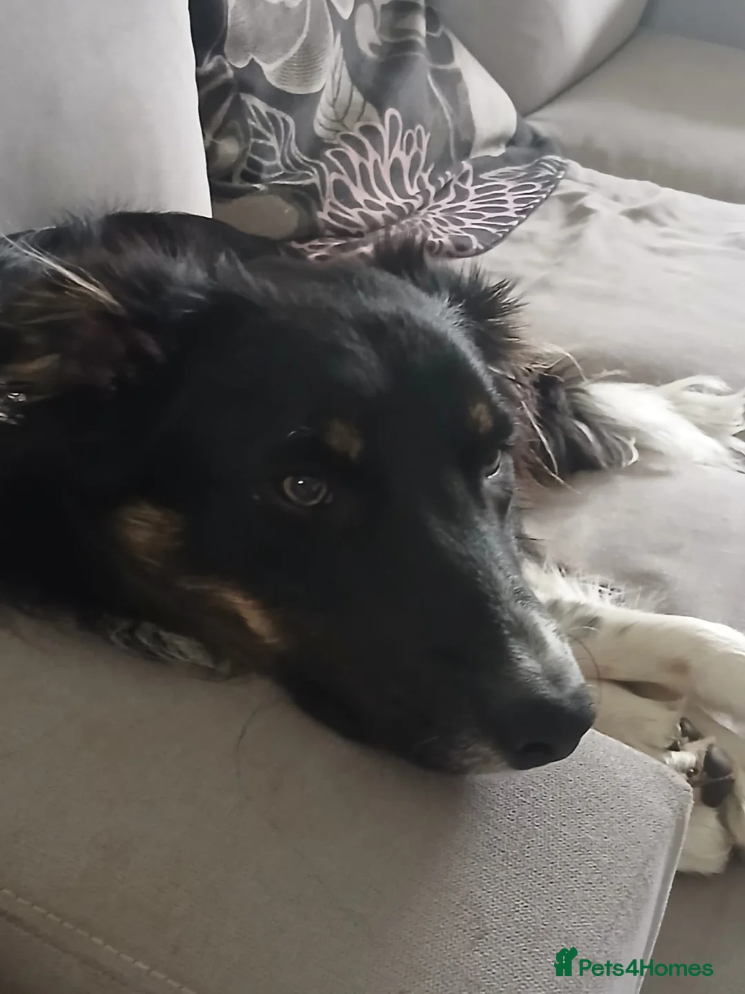 Border Collie dogs for sale: Taye and Enzo - Advert 2