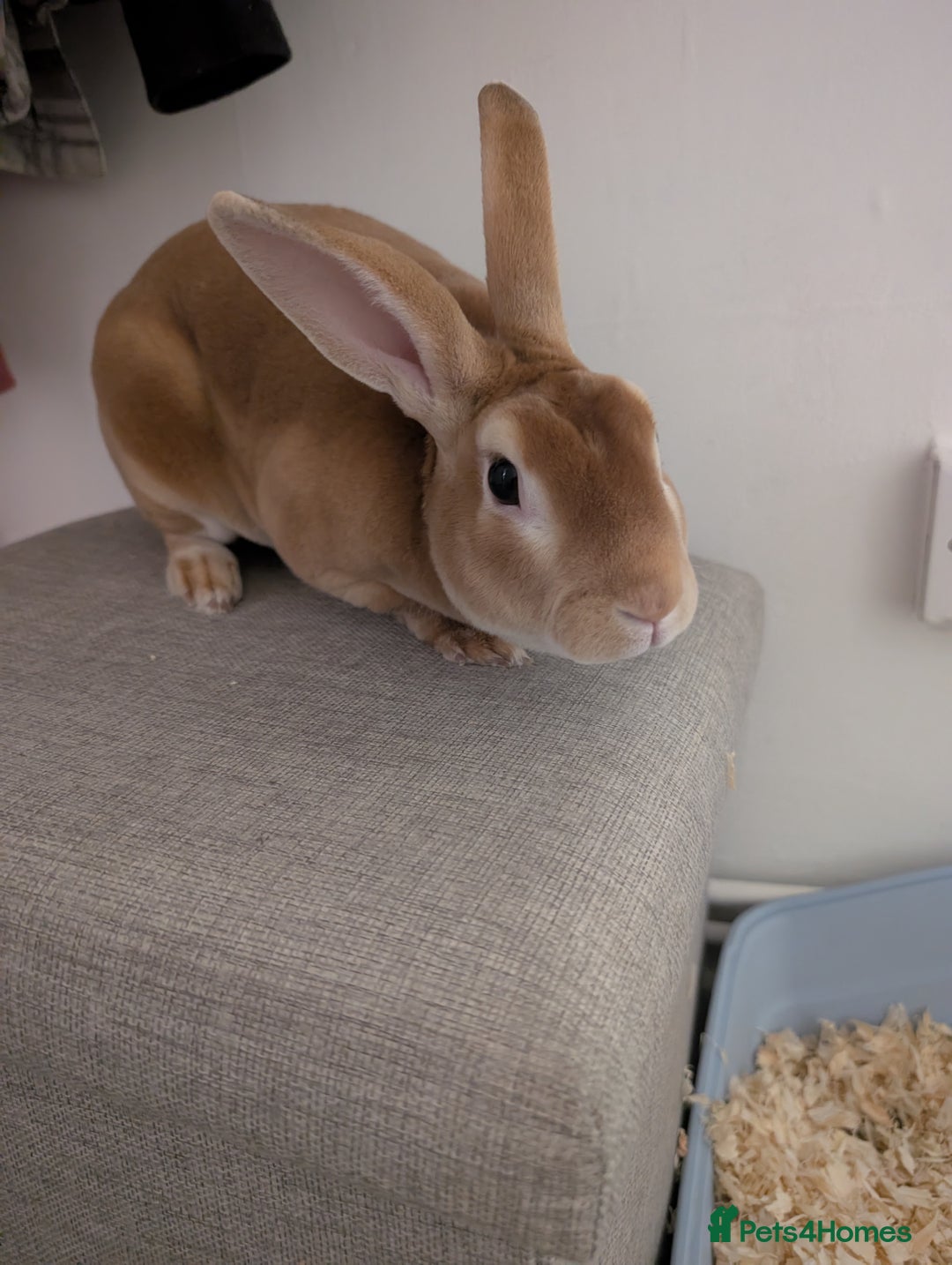 Mixed Breed rabbits for sale: Jeffrey Male rabbit  - Advert 2